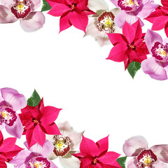 Beautiful floral background of orchids and poinsettia. Isolated