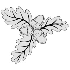 acorns with leaves in black and white, isolate on a white background