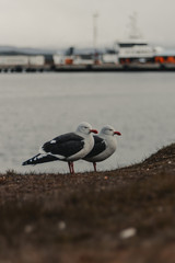 Albatros en Ushuaia