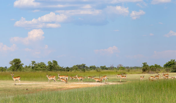 Red lechwe in the Okavango Delta