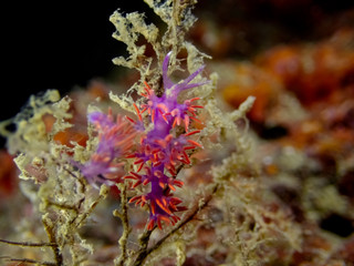 Fototapeta na wymiar Paraflabellina ischitana, use to be Flabellina, purple pink seaslug with red cerata