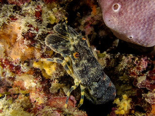 Scyllarus arctus - Slipper lobster small European locust lobster