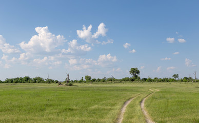 Jeep track through the Okavango Delta under bright blue cloudy sky