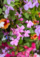 Lobelia ernius and other summer bedding flowers. Close up of the vibrant pink flowers mixed with other colourful annuals and green leaves. Close up and vertical.