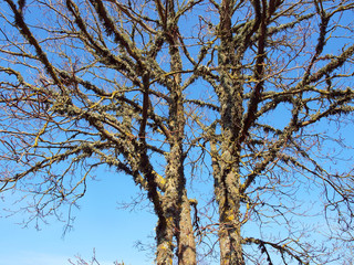 Maple with lichens 2