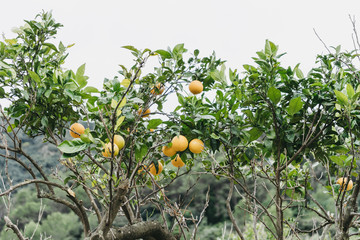 ripe oranges on the tree