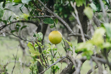 Small orange cloudy day
