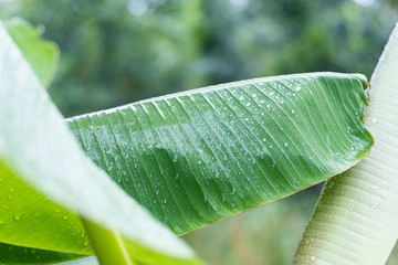 Fresh green banana leaf with water drops on natural background at tropical rainforest.