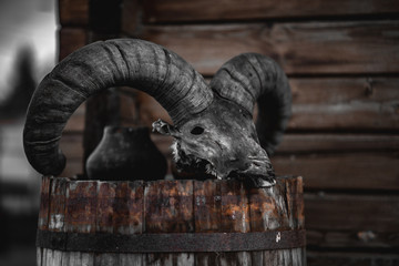 cat in front of wall