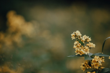 flowers on a background of blue sky