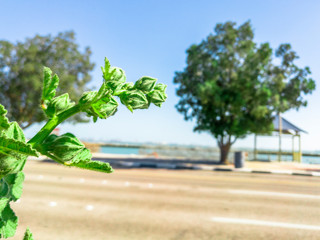 Fototapeta na wymiar closeup of a growing green plant near the beach in a modern city in a bright and beautiful sunny day and light blue sky in the background 
