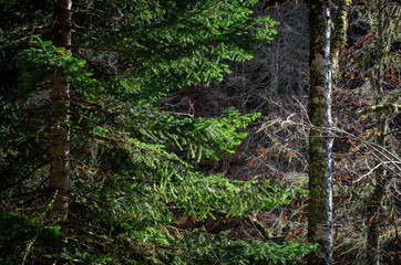 Obraz premium tree in forest