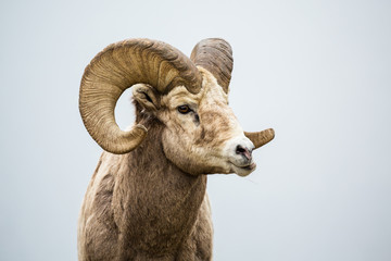 Male bighorn sheep ram chewing with jaw sideways grinding his food. - Powered by Adobe