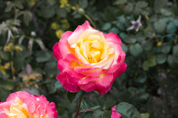 Beautiful two color rose