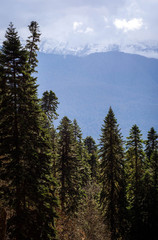 forest in the mountains
