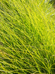 Natürlicher grüner Hintergrund mit langen Grashalmen