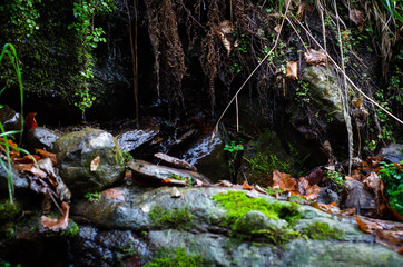 stream in forest