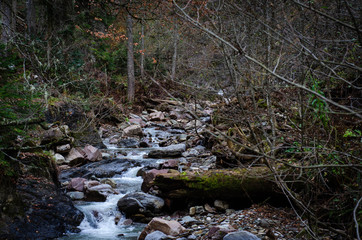 stream in forest