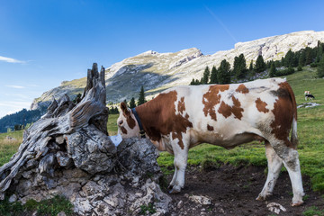 Fototapeta na wymiar cow drinking on a mountain path in the dolomites