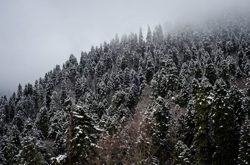 trees in winter