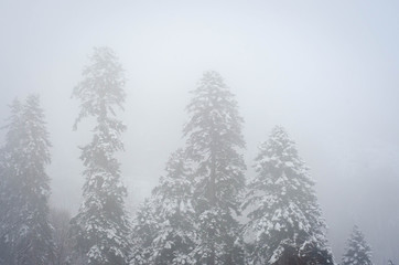 snow covered trees