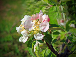 Obraz na płótnie Canvas Apple blossoms