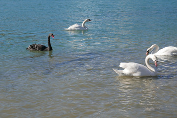 city ​​of lyon, in the rhone alpes region in france