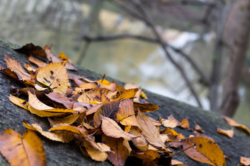 dry autumn leaves piled up on a concrete wall and in the background branches and a river