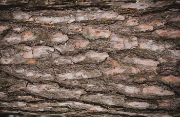 Seamless tree bark background. Brown tileable texture of the old tree.