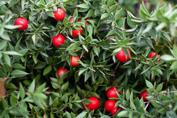 un cespuglio verde di ruskus con bacche rosse