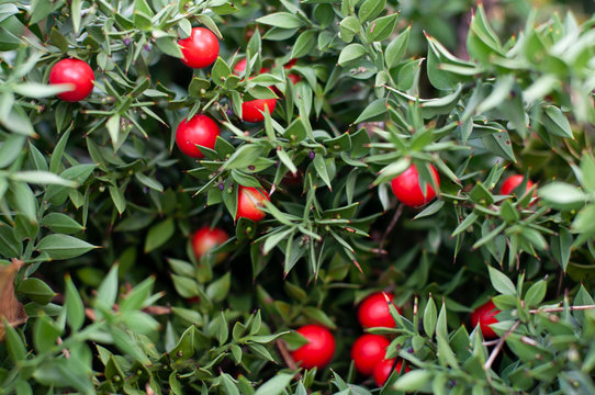 un cespuglio verde di ruskus con bacche rosse