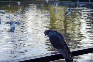 bird