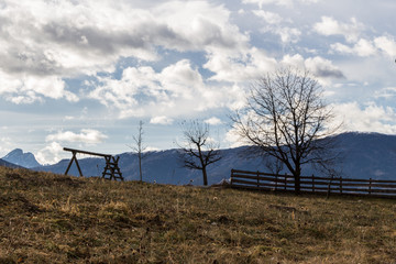 trees in the field