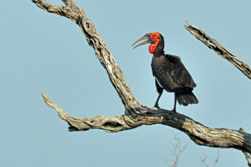 southern ground hornbill