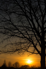 sunset among the branches of trees