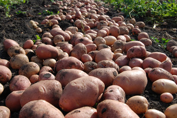 potato harvest in the garden
