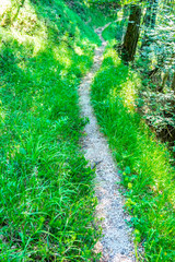 Mountain path in the green grass