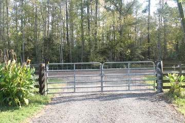 Forest and Fence