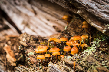 small colony of mushrooms grown in the bark of a tree