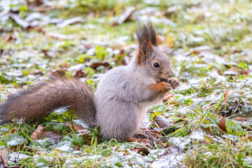 Naklejka na ściany i meble Squirrel eats nuts on green grass with yellow fallen leaves covered with first snow. Eurasian red squirrel, Sciurus vulgaris