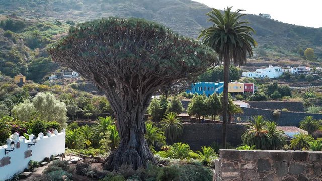 Drago Milenario, also known as El Drago or Drago de Icod de los Vinos, is oldest and largest living specimen of Dracaena draco or dragon tree, Parque del Drago, Icod de los Vinos, Tenerife, Spain