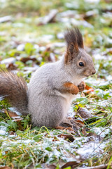 Naklejka na ściany i meble Autumn squirrel sits on green grass with yellow fallen leaves covered with first snow. Eurasian red squirrel, Sciurus vulgaris