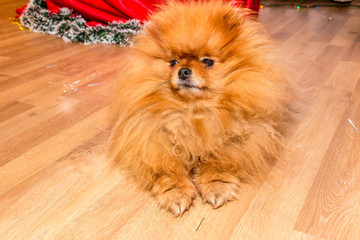 Fototapeta na wymiar Beautiful, red dog breed Pomeranian