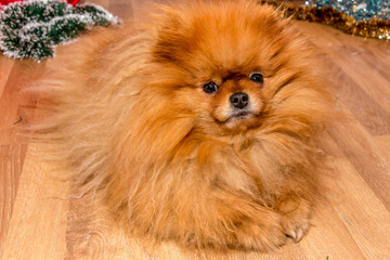 Beautiful, red dog breed Pomeranian