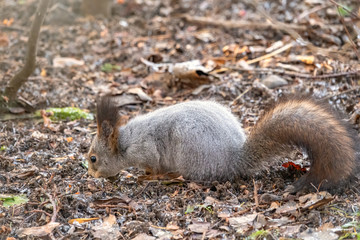 Autumn squirrel sits on fallen leaves covered with first snow. Eurasian red squirrel, Sciurus vulgaris