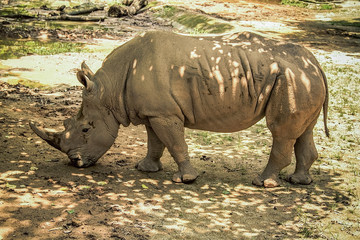 Hippopotamus on safari walk. Rest in the zoo, travel, relaxation, animal world