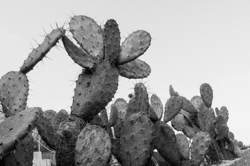Group of cactuses in monochrome