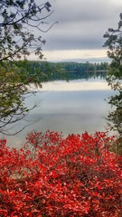 Blueberry bush by the lake