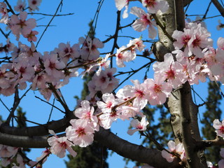 Almond tree, or Prunus dulcis, or amygdalus flowers