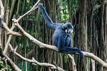  Chimpanzee in the tropics in the wild. Portrait of a monkey. Long arms of a monkey. Animals dangerous and funny. Flora and fauna of the tropics